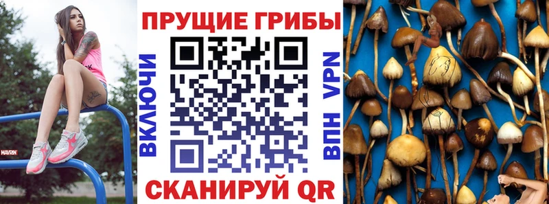 даркнет сайт Гвардейск блэк спрут Галлюциногенные грибы мухоморы